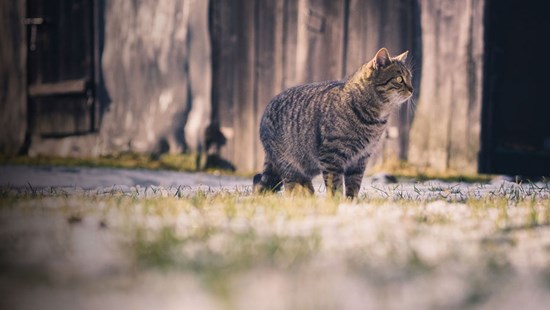 We are currently looking for outdoor or outdoor/indoor homes for our feral/semi feral cats.
Are you looking for an eco-friendly rodent-control service for your stables, garden centre, factory, farm or smallholding? Contact: exeteraxhayes@cats.org.uk. #FarmCats #FeralCats