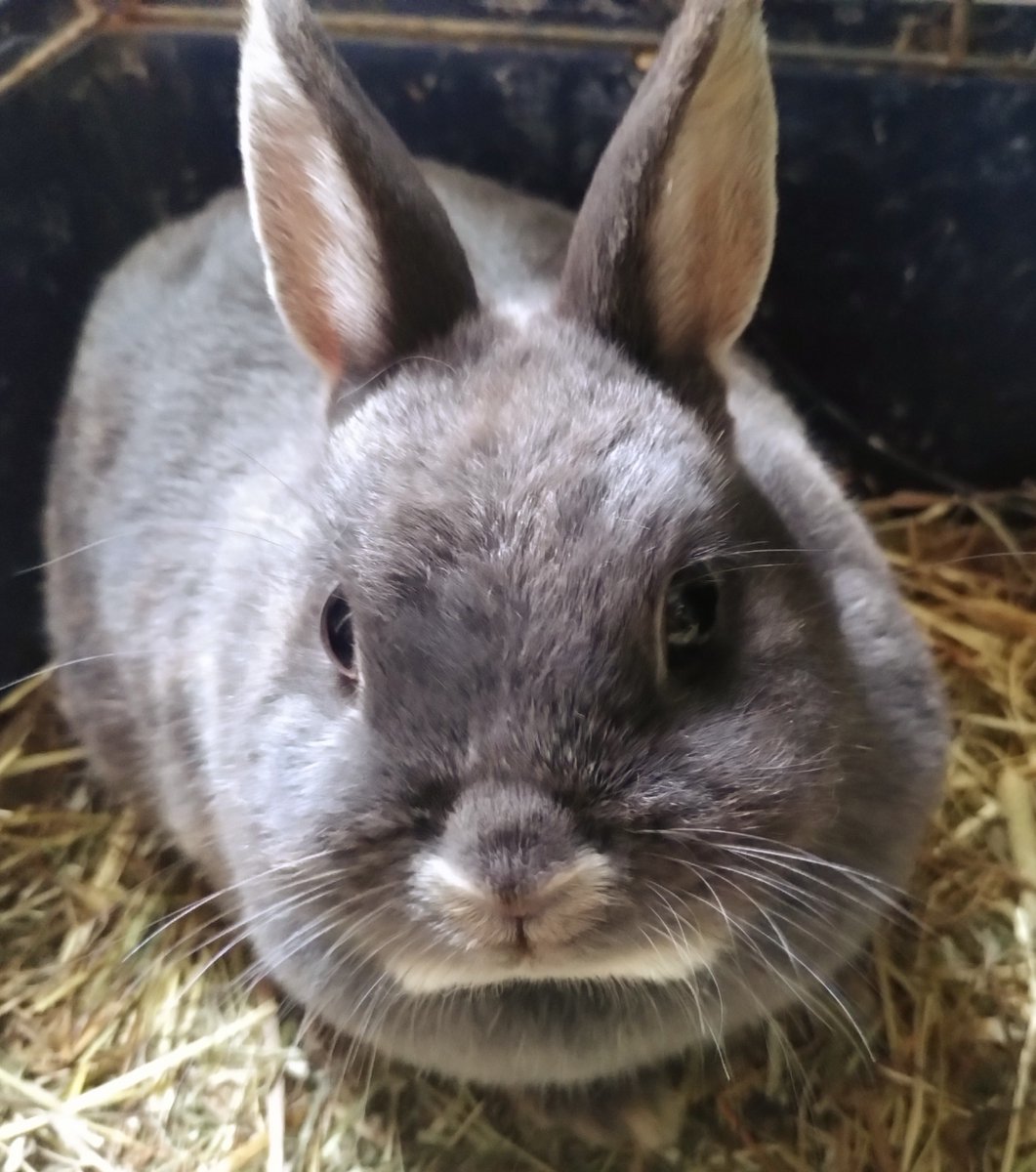 My emotional support bunny. ❤️