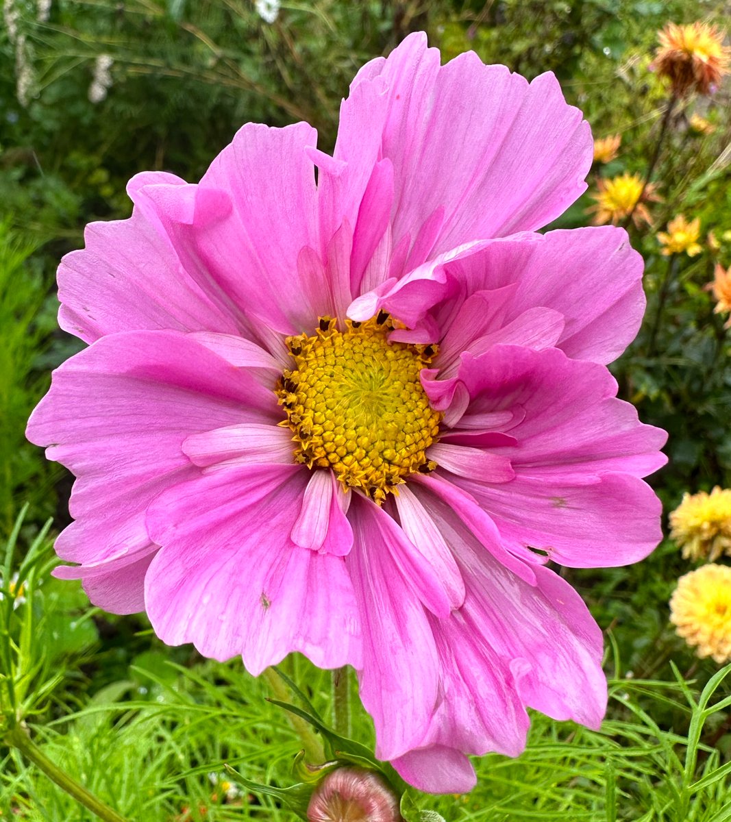 Moderately forlorn #britishsummer #flowers