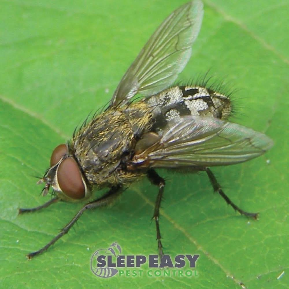 SleepEasyPC's tweet photo. 🪰You have cracks and small openings in your windows which allows them to enter your home
🪰Large open and sunny yards are specifically attractive to #clusterflies
🪰You have flies clustered in your windows
Just call for an inspection
#Guelph #GuelphPestControl #HomeInspections https://t.co/OFwfUYx7O4