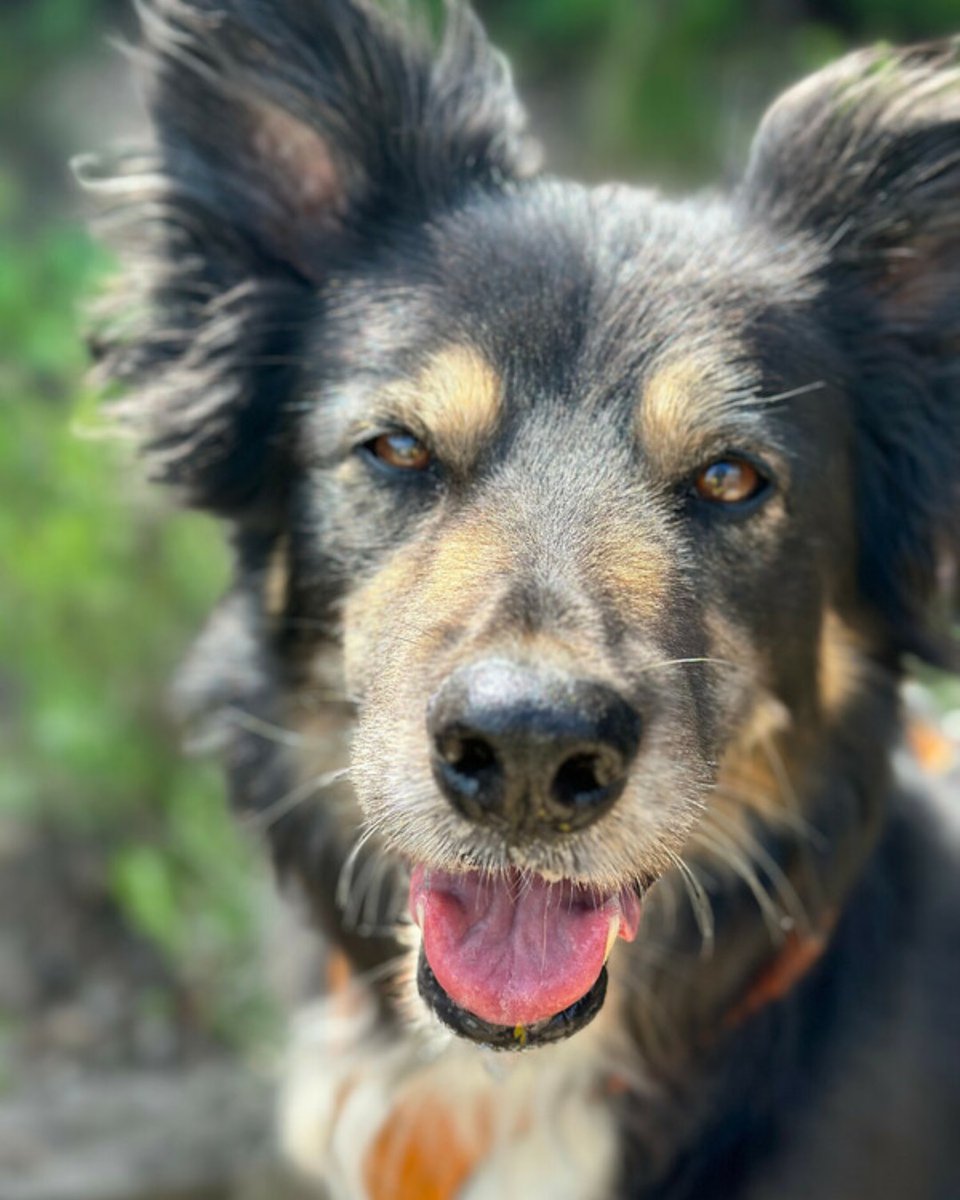EdinDogCatHome's tweet photo. Kylo requires patient new owners who are willing to invest time and effort with multiple visits in helping him build trust. But trust us, the wait will be worth it! Kylo's loving personality will soon shine through 💚 

More info on Kylo: https://t.co/4p53ISYUTv 🐾 https://t.co/66ck2ERz4y