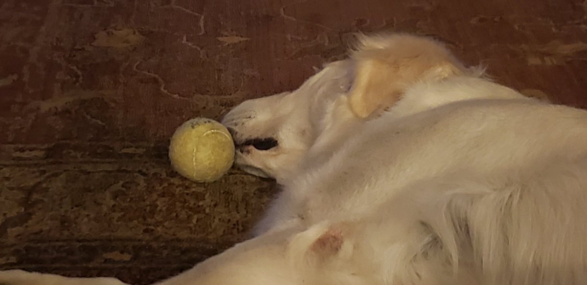 LCCK9Naomi's tweet photo. I love my ball...it is close even after play and I rest. https://t.co/6dhDGMYOS1