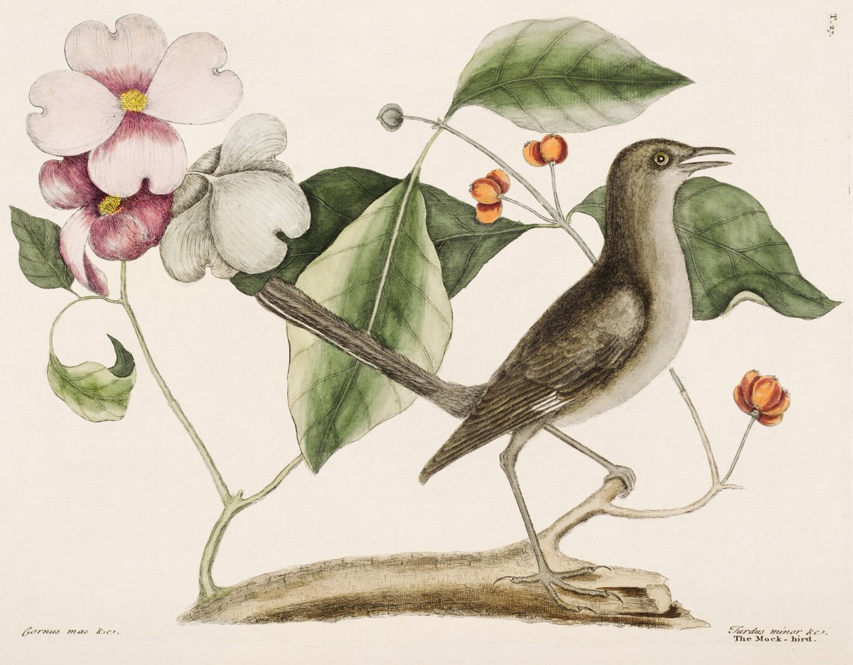 Episode 329: Nature’s Messenger historicallythinking.org/episode-329-na… On two separate trips he traveled throughout the southeastern corner of the North American continent collecting plants and seeds, sending them to gardeners and naturalists. He was not named Bartram...