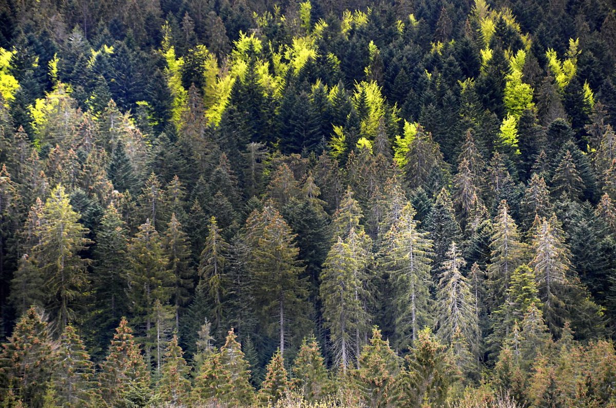 For decades, our carbon emissions sped the growth of plants, a rare silver lining in human-caused climate change. 

But now, as drier conditions set in across much of the globe, that uptick in growth is leveling off, a study finds.

Read more <a href="/YaleE360/">Yale Environment 360</a>: bit.ly/3KE33Ly