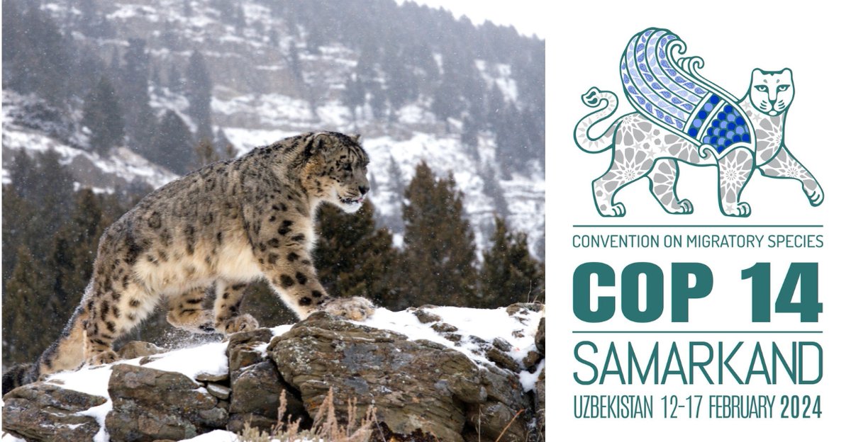 BonnConvention's tweet photo. #CMSCOP14 will be convened under the slogan "Nature knows no borders" - as the journeys of #migratoryspecies do not adhere to political boundaries.
Their survival is dependent on international collaboration and transboundary conservation efforts.
https://t.co/bPezUR4j4E https://t.co/TRpWG17uHX