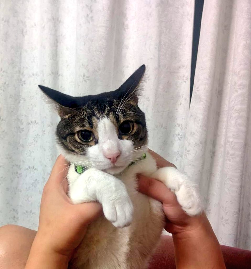 benbenthekitteh's tweet photo. Long suffering kat is me https://t.co/e23v5vzJpq