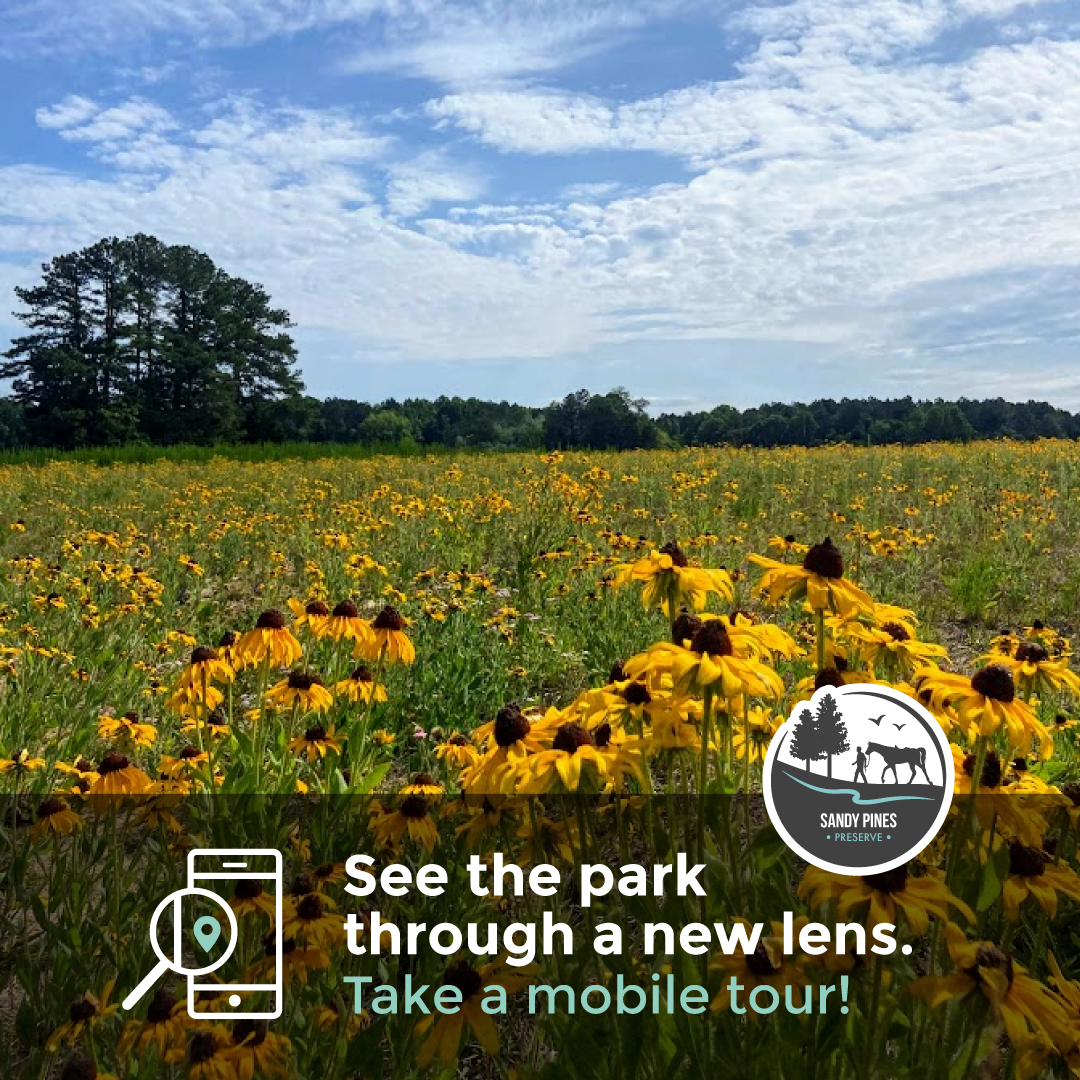 WakeGovParks's tweet photo. It's #MobileTourMonday! Did you know that many @WakeGovParks have mobile tours you can enjoy at home or while in the park?  Today we are featuring the new tour at #SandyPines Nature Preserve. Take the tour at: https://t.co/VESmNAfJ6g https://t.co/VVepxTApYu