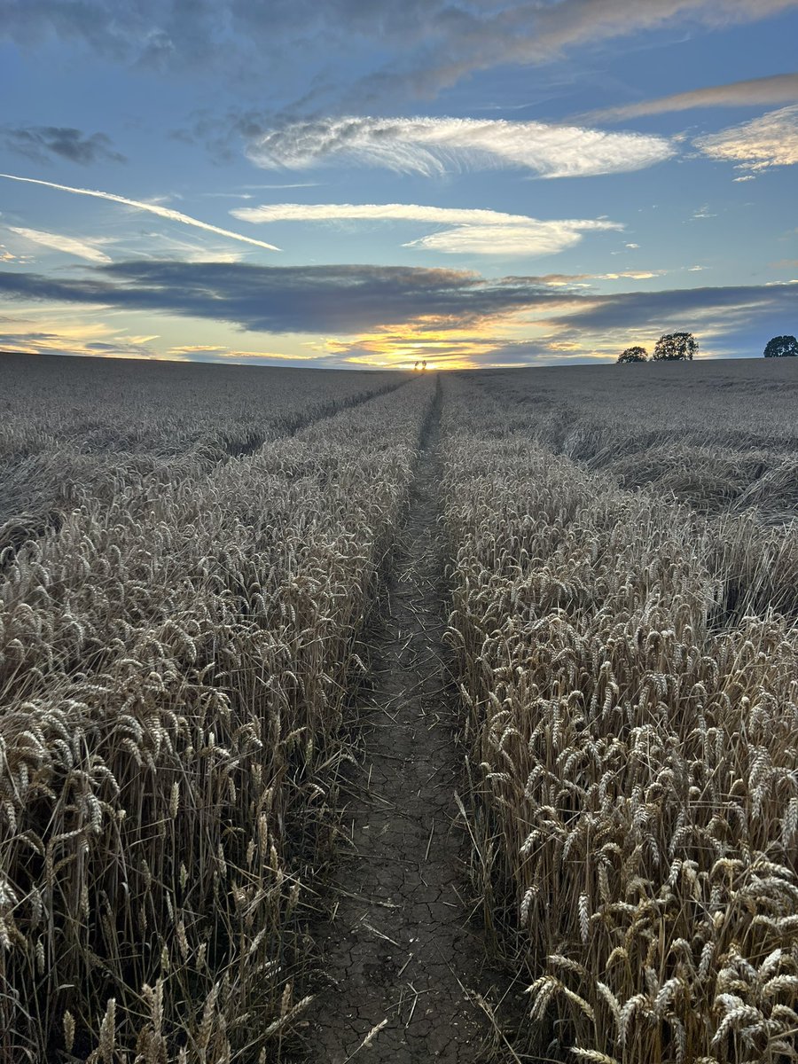 goodnamesallgon's tweet photo. Beautiful skies over the fields last night #fieldwalk @NNskies https://t.co/hS6bdPlPyh