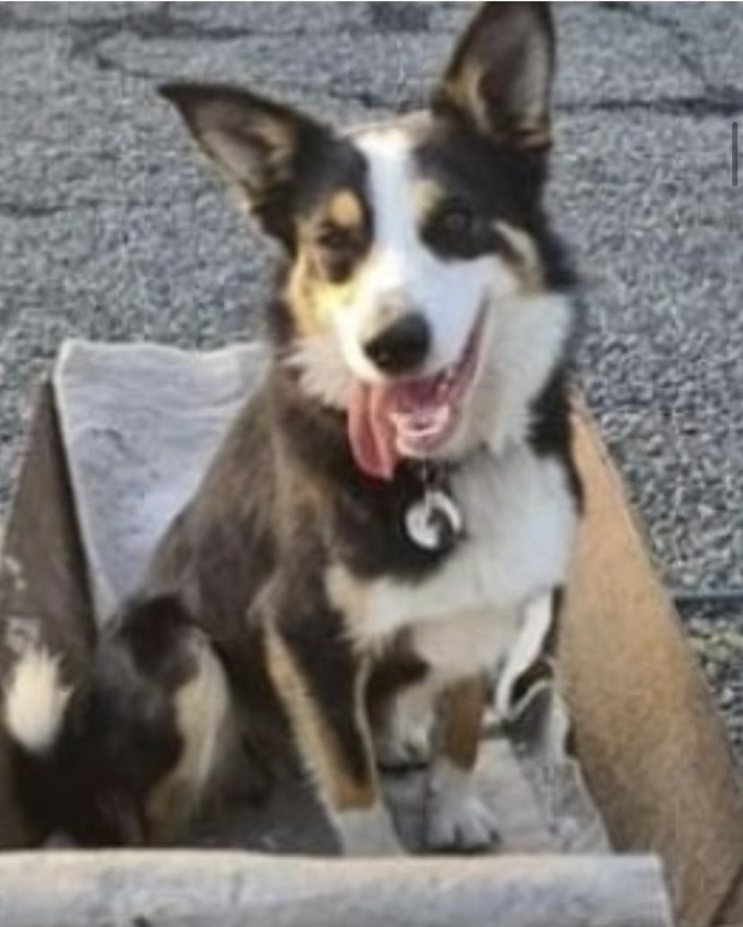 colliesontherun's tweet photo. BOBBIE LOST FROM HOME Tirgracy Road, #Antrim #BT41 NORTHERN IRELAND 12/8/23
Male/adult Tri-Colour #BorderCollie smooth haired
CHIPPED
MUCH LOVED FAMILY DOG, VERY PLACID. AFRAID OF LOUD BANGS AND BUSY TRAFFIC. WILL CHASE TRAFFIC IF SCARED. 3 YRS OLD
https://t.co/YsZNHR9gUn https://t.co/yLBFctxsi4