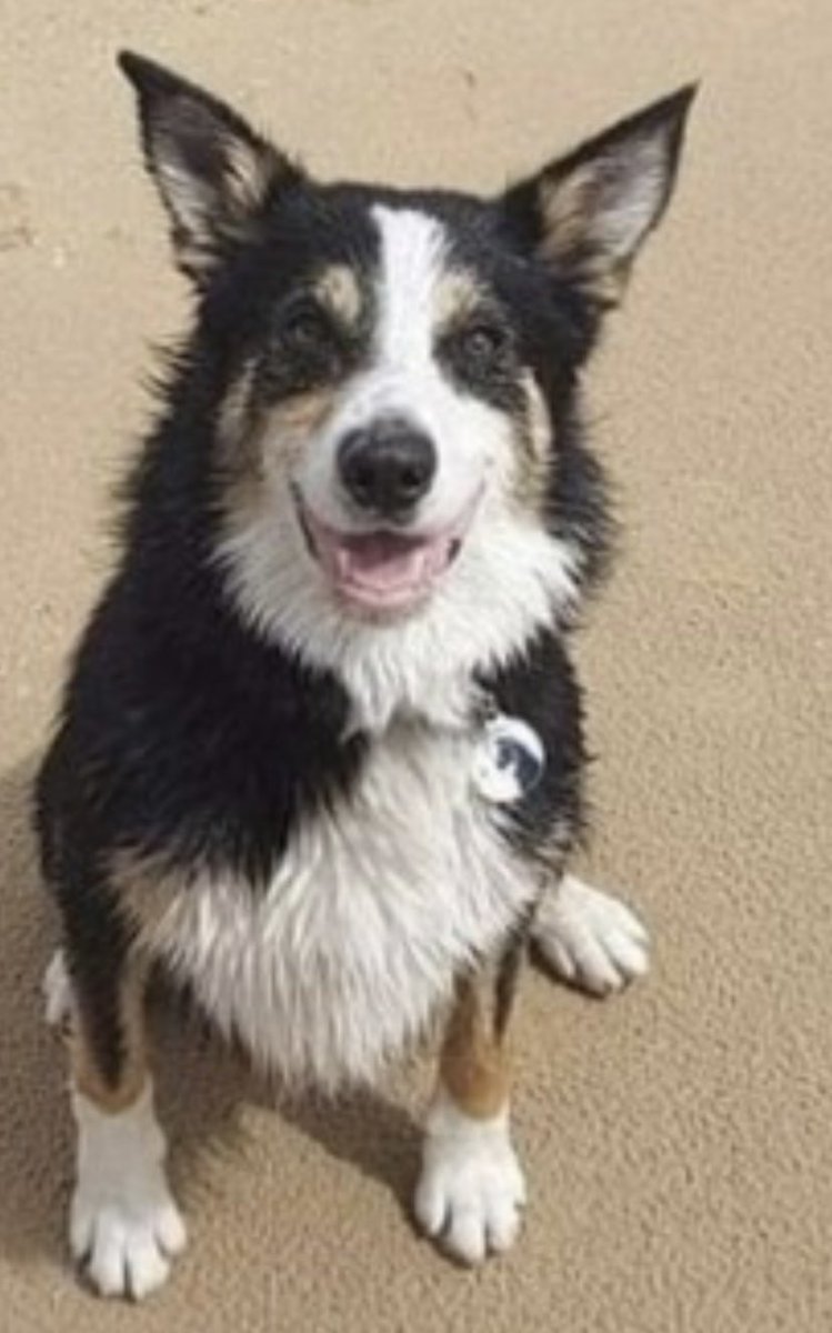 colliesontherun's tweet photo. BOBBIE LOST FROM HOME Tirgracy Road, #Antrim #BT41 NORTHERN IRELAND 12/8/23
Male/adult Tri-Colour #BorderCollie smooth haired
CHIPPED
MUCH LOVED FAMILY DOG, VERY PLACID. AFRAID OF LOUD BANGS AND BUSY TRAFFIC. WILL CHASE TRAFFIC IF SCARED. 3 YRS OLD
https://t.co/YsZNHR9gUn https://t.co/yLBFctxsi4