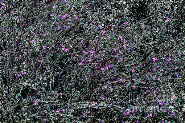 FLai1234's tweet photo. New artwork for sale! - "Wild And Beautiful, Spring Wildflowers" -    https://t.co/xBA2RWTxHr
#photography #naturephotography #florida #flowers #flowerphotography https://t.co/cl5H7yu9fA
