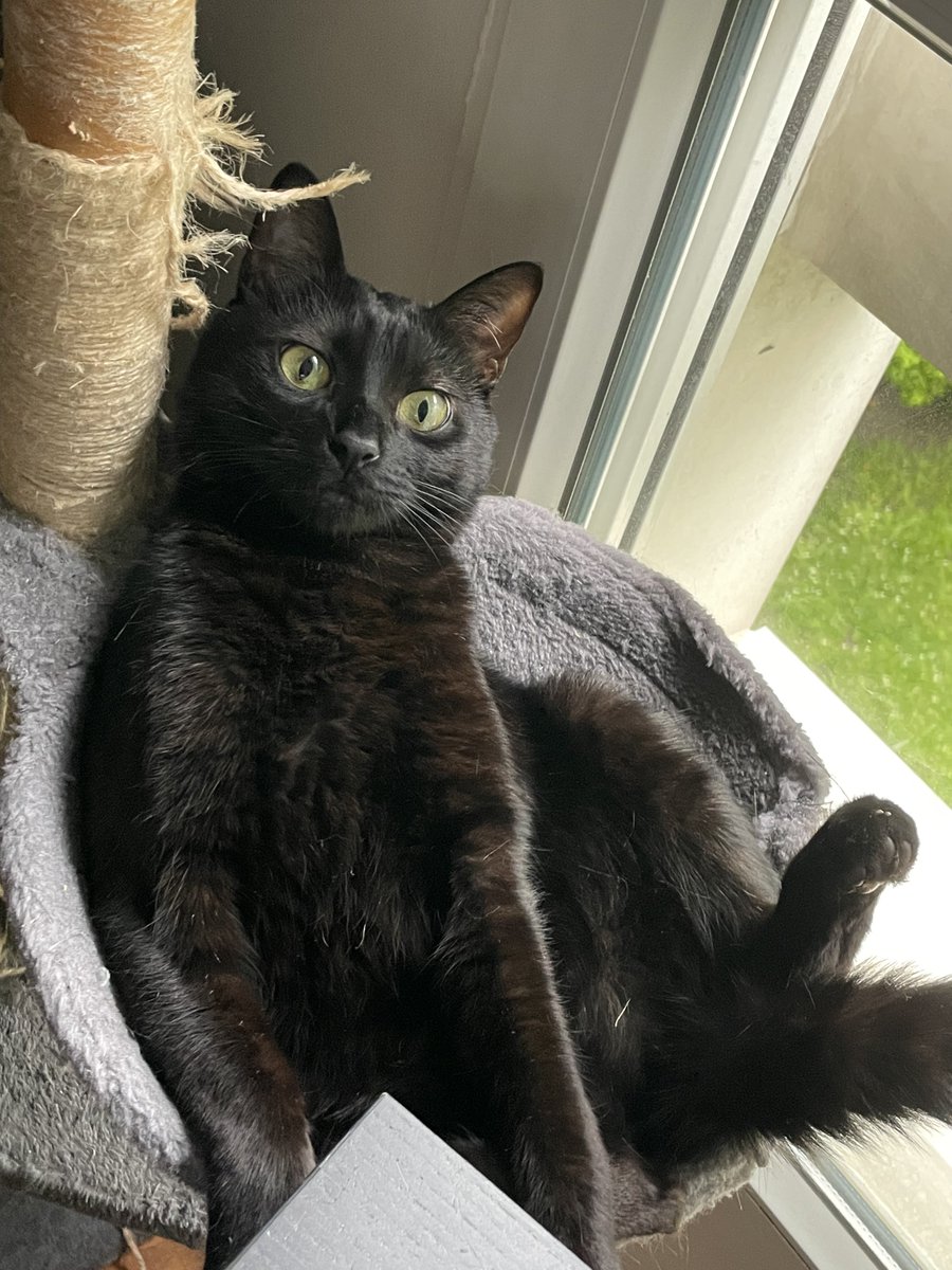 galaxiery's tweet photo. J’ai jamais pensé faire ce post mais j’ai perdu l’amour de ma vie, mon chat Spooky s’est échappé il y a quelques jours.

📍 rue Antonin Georges Belin à #Argenteuil
☎️ +33 6 45 40 95 65

Je suis pas en France car en vacances et je suis impuissante donc je compte sur ce réseau. https://t.co/j2GeqfetEZ