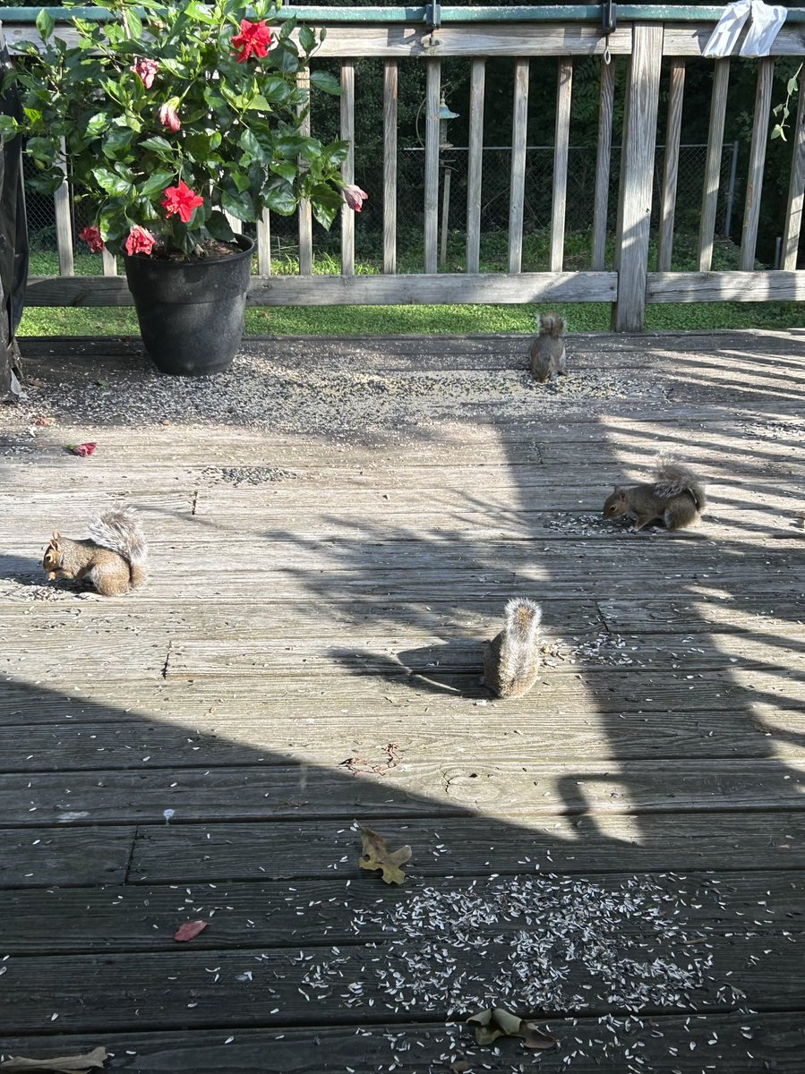 The breakfast buffet has been busy this morning! #feedingthesquirrels #breakfastbuffet #simplepleasures #lifeisgood #squirrels