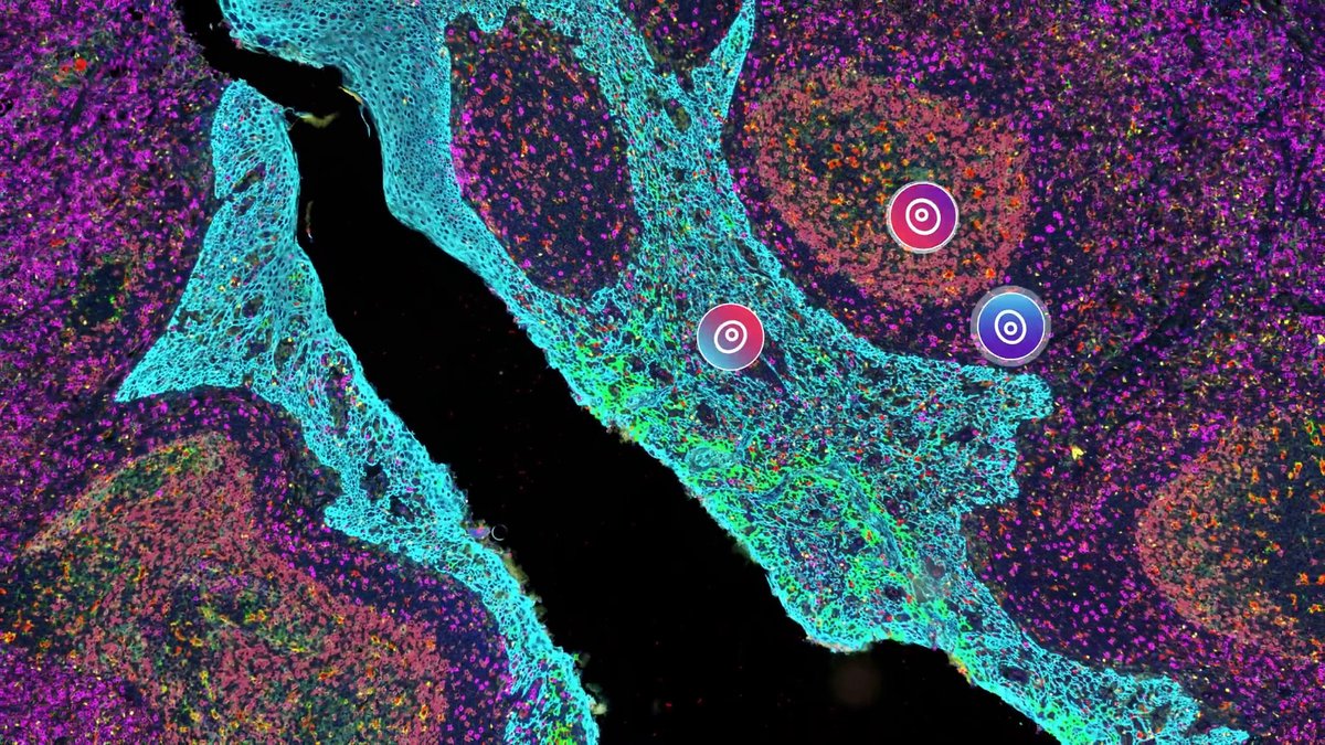 The power of #spatialbiology can be fully realized when we #phenotype every cell across an entire microscopic slide, leaving no detail behind. Explore our #spatial biology platforms that can map every cell, across every tissue, in just a few minutes. bit.ly/3OAlz8C