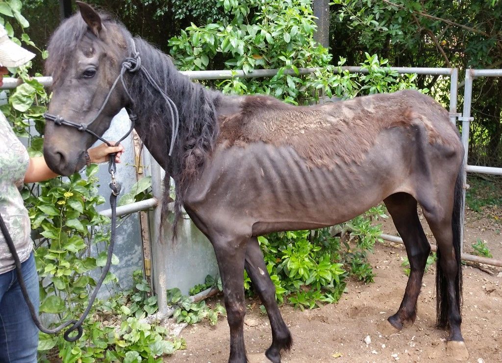 If an image like this doesn't touch your soul and make you want to help where's your heart
#theccc #thebarn #makingadifference #cccdifference #horserescue #horseabuse

cccdifference.org