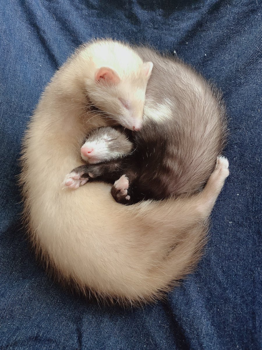 nano_ferret2's tweet photo. ちっちゃい頃のユニバースがあまりにも可愛い🤝🤝 https://t.co/B1MsV5zRKB