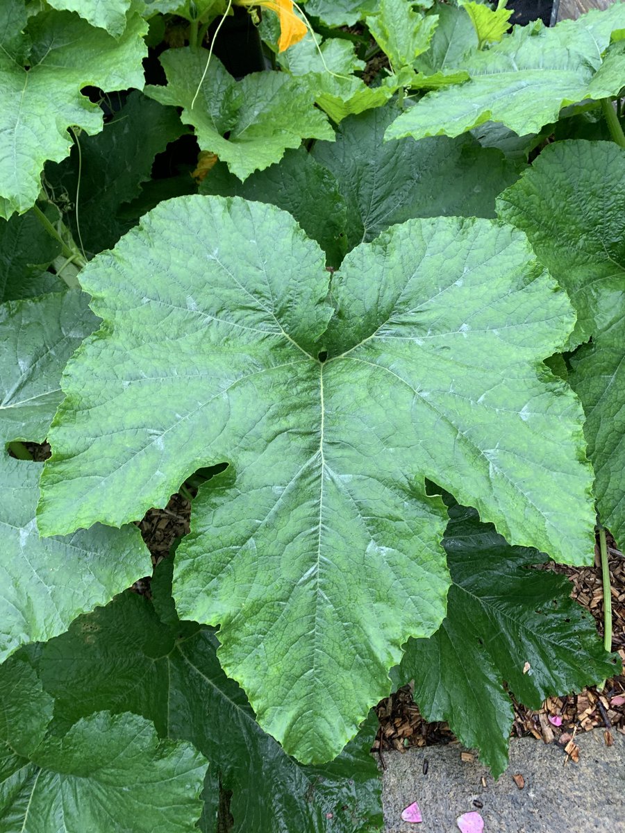 gerald stratford tweet media