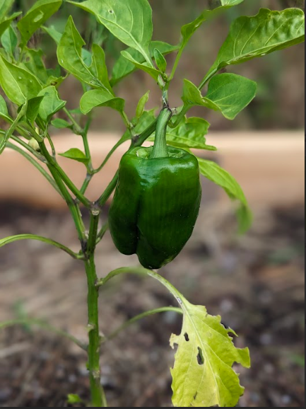 Ripley15Davis's tweet photo. Our school garden! https://t.co/oyefbNWZ3a