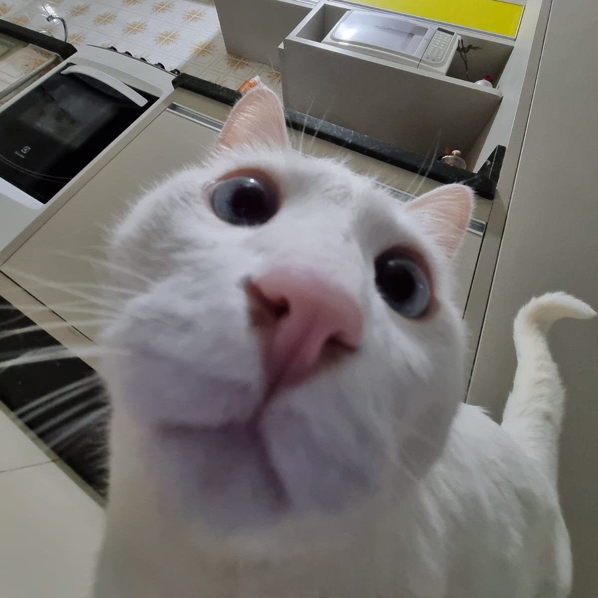 Lidioliveirr's tweet photo. @gatinarios https://t.co/0QRRwS90dy