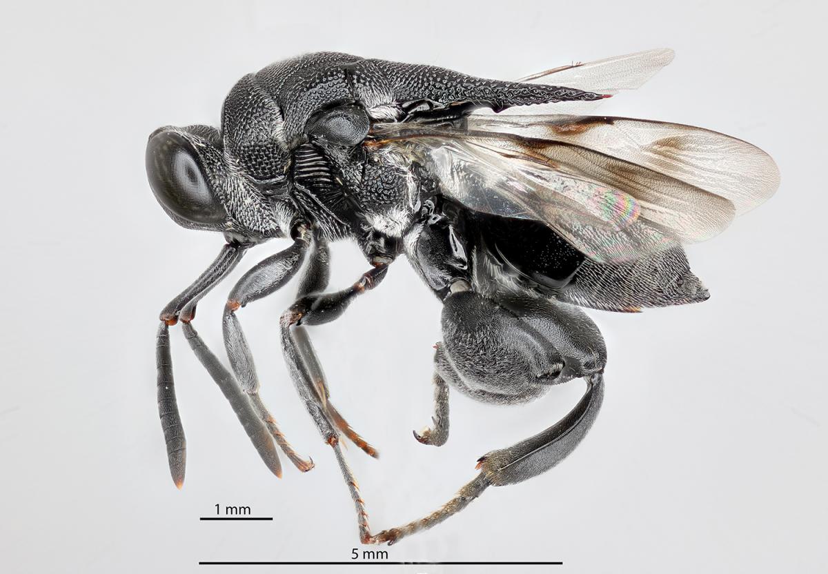 icipe's tweet photo. Our #insectoftheweek is a magnificent, unnamed specimen, recently collected by @icipe. In 1951, J.R. Steffan described an #insect collected in #Senegal by a French #entomologist, which he considered to be different from other #Chalcididae. Read more: https://t.co/06aNfW6Yat https://t.co/jatOx87oQy