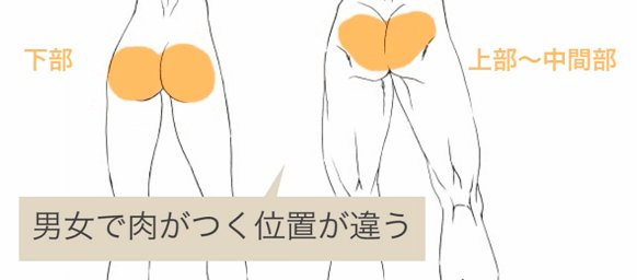 palmie_oekaki's tweet photo. 意外と知らない⁉💦男女のお尻の違い
男性のお尻は半分に割った豆のような形、えくぼがあるのもポイントです💡
女性は男性よりも骨盤が広いので、左右にふっくらと広がります✍️
https://t.co/PphG9pmOgM https://t.co/WN1No5WeTS