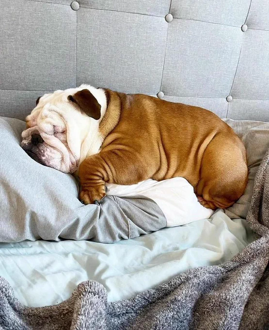 Bulldogs Lover tweet media