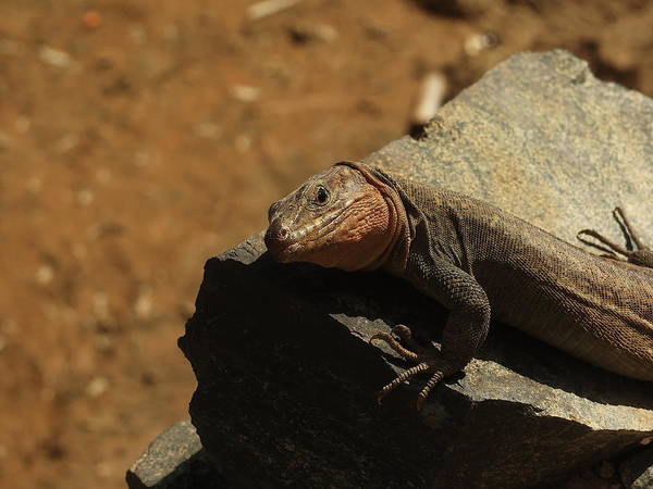 Happy #WorldLizardDay!

prints & more here:
kathrin-poersch.pixels.com/featured/giant…

#reptiles #wildlife #nature #photography #animals #natgeo #natgeoyourshot #AYearForArt #BuyIntoArt #WildlifePhotography #lizard #POTD #TwitterNatureCommunity #animalplanet #natgeowild #ThePhotoHour #GranCanaria