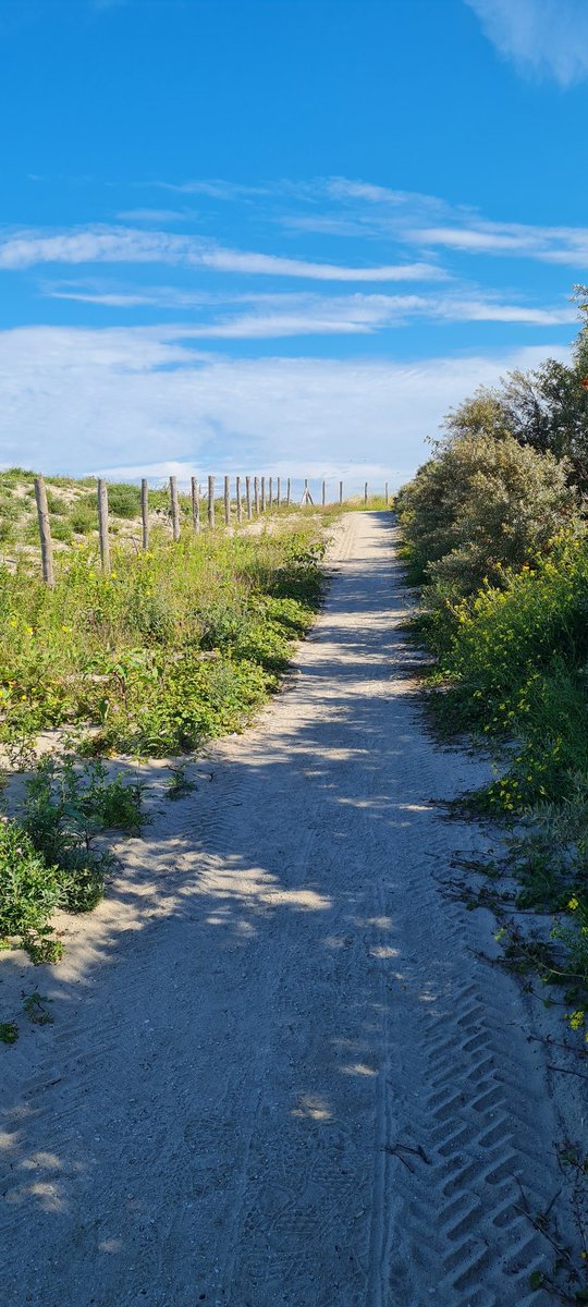 ejsnarf's tweet photo. Heerlijk #wandelen door het #duingebied #hoekvanholland https://t.co/n1J6rIGHHr