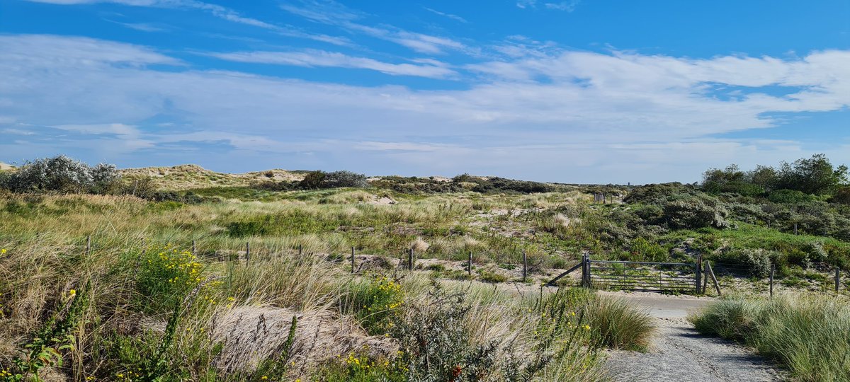ejsnarf's tweet photo. Heerlijk #wandelen door het #duingebied #hoekvanholland https://t.co/n1J6rIGHHr