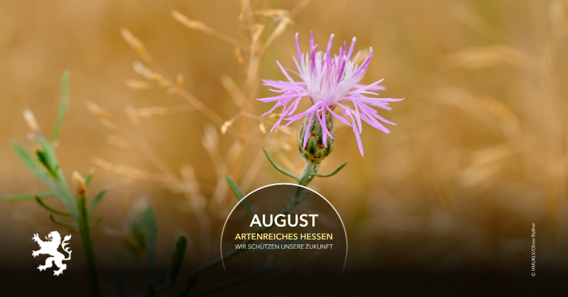UmweltHessen's tweet photo. Eine echte Klimakünstlerin - die Sand-Silberscharte trotzt #Hitze und #Trockenheit wie kaum eine andere #Pflanze und trotzdem ist sie in #Hessen nur noch selten zu finden. Hintergrundinfos gibt’s auf der Kalenderseite August des #HMUKLV Kalenders 2023.