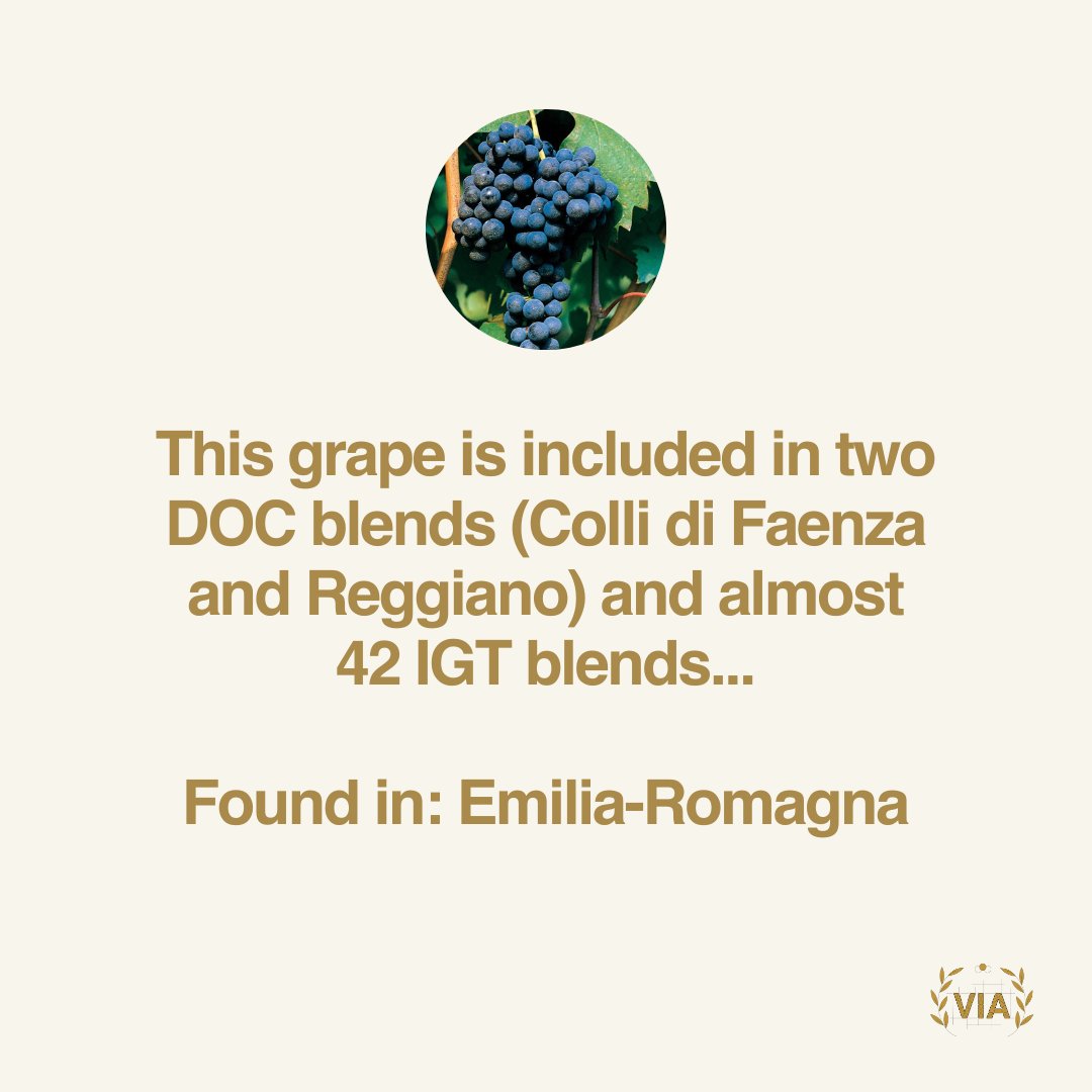 VinitalyTour's tweet photo. 🍇🍇🍇 Test Your Grape Knowledge! 🍇🍇🍇
Learning is fun, especially when it's about #italianwine! Answer will be out on Wednesday!
#vinitalyacademy #italianwineambassador #VIA #learnwine #winelearning #winequiz #winestudy #italianwinelover https://t.co/QFTkLgLRqY
