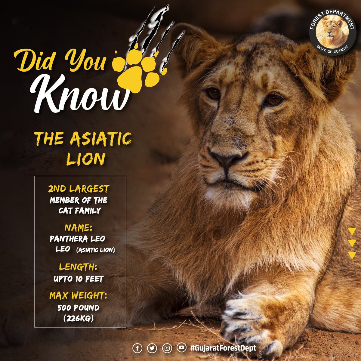 'Did you know? The Asiatic Lion, a Symbol of Strength and Majesty, Resides in the Heart of India's Forests! 🦁🌳 Discover Fascinating Facts about this Endangered Species, its Unique Habitat, and the Efforts Taken to Preserve its Legacy. Let's Celebrate the Beauty of the Asiatic