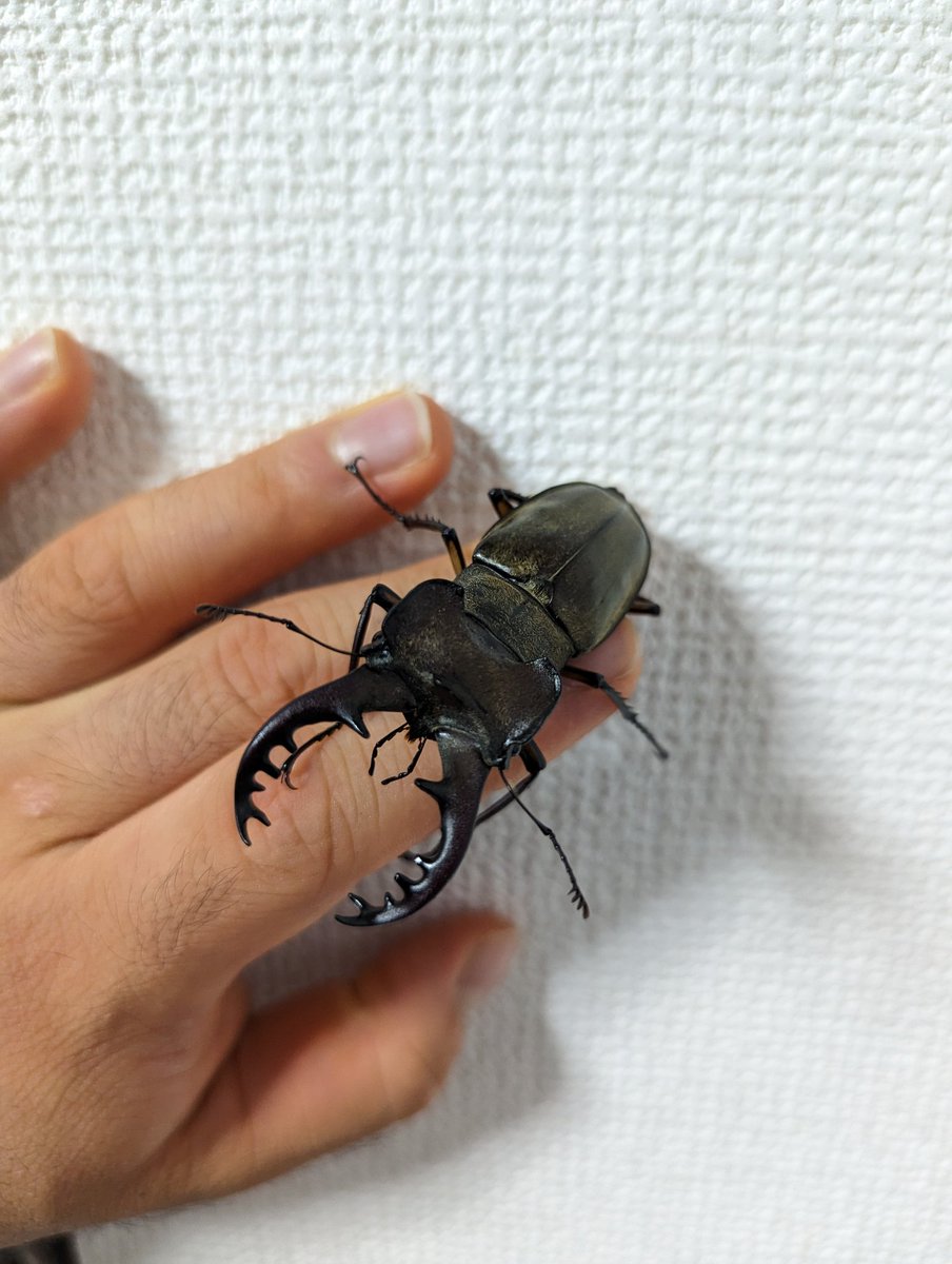 CaucasusEnomoto's tweet photo. Lanが直撃する前に採集に挑みましたが殆どカブトしか来なかったです笑
夏もそろそろ終わりだな～と感じます。（コオロギも泣いてるし）
昆虫は多少の雨でも風が強くなければ飛んで来るので凄いです!
今期のミヤマは終了しようかな。
(深山初採集最大記録68mm👍） https://t.co/DIacFsrNYd