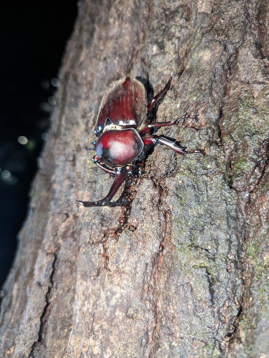 CaucasusEnomoto's tweet photo. Lanが直撃する前に採集に挑みましたが殆どカブトしか来なかったです笑
夏もそろそろ終わりだな～と感じます。（コオロギも泣いてるし）
昆虫は多少の雨でも風が強くなければ飛んで来るので凄いです!
今期のミヤマは終了しようかな。
(深山初採集最大記録68mm👍） https://t.co/DIacFsrNYd