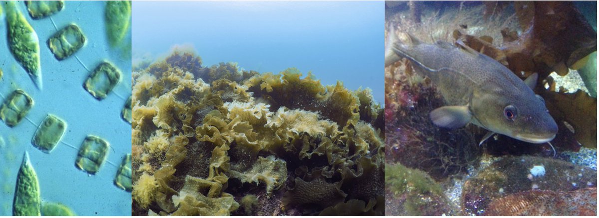 Langsiktig forskning og modige tiltak må til om vi skal redde Oslofjorden fra fullstendig kollaps.

khrono.no/langsiktig-for…

<a href="/UniOslo/">Universitetet i Oslo</a> <a href="/Havforskningen/">Havforskningsinstituttet</a> <a href="/AgderUniversity/">University of Agder</a> <a href="/NIVAforskning/">NIVA</a> @UniNMBU <a href="/Meteorologene/">Meteorologene</a> @TrineBekkby <a href="/HalvorKnutsen/">Halvor Knutsen</a>