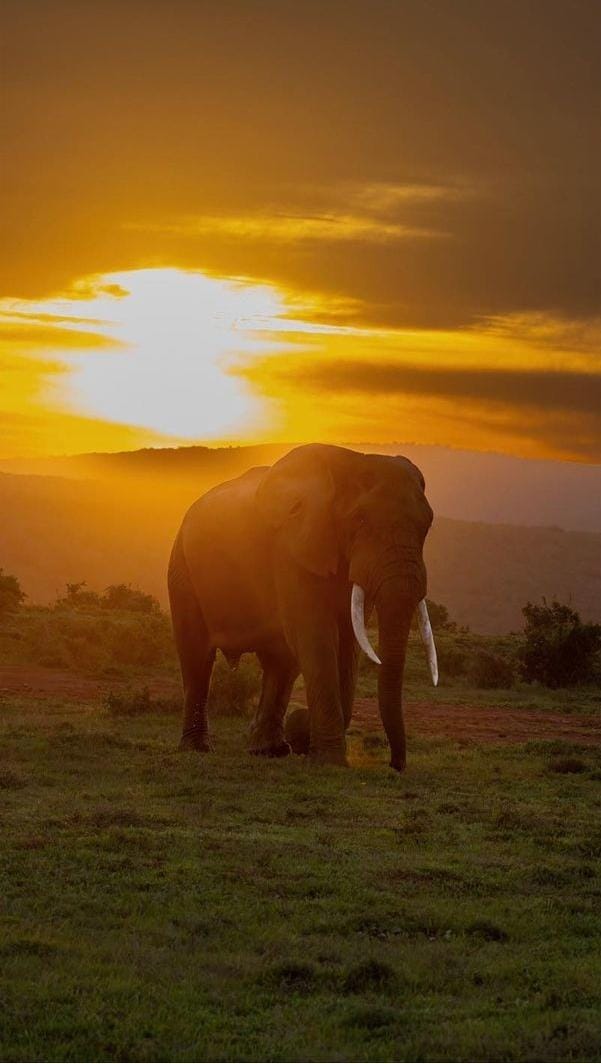 addotourism's tweet photo. Sunrise or sunset... The view doesn't get better than this. πΈ @aarts_lens | https://t.co/qSn0eOFICR #amazingaddo #addo #southafrica @SANParksAENP https://t.co/Ke5tGlgORO