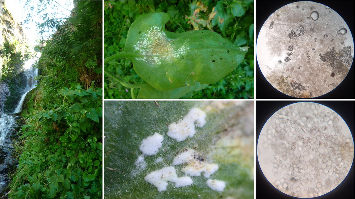 wheatpath's tweet photo. #Albugo candida (oomycete pathogen) on #Arabidopsis cebennensis, an endemic plant of the Massif Central (Chaudeyrolles, Monts du #Mezenc, FR). https://t.co/TNFTWEqW4h