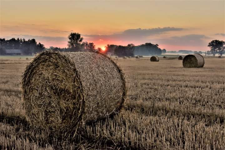Na Podlasiu 

Fot. Robert Jaszczuk