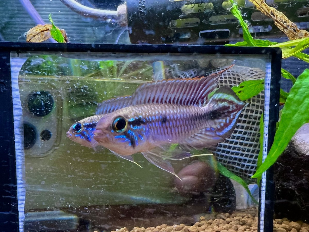 日は結構メンテしま。アクアバイタルが切れるまで、作業、仕事しながら、水作って水換えして、スポンジの詰まりチェックして。
そんな中、ギラギラ系アガシさん🤩
AP.アガシジー・ノボアイロン

aquarium.blogmura.com/apistogramma/r…

#毎日アピスト #キンメの毎日　#アピスト
#水草 #熱帯魚