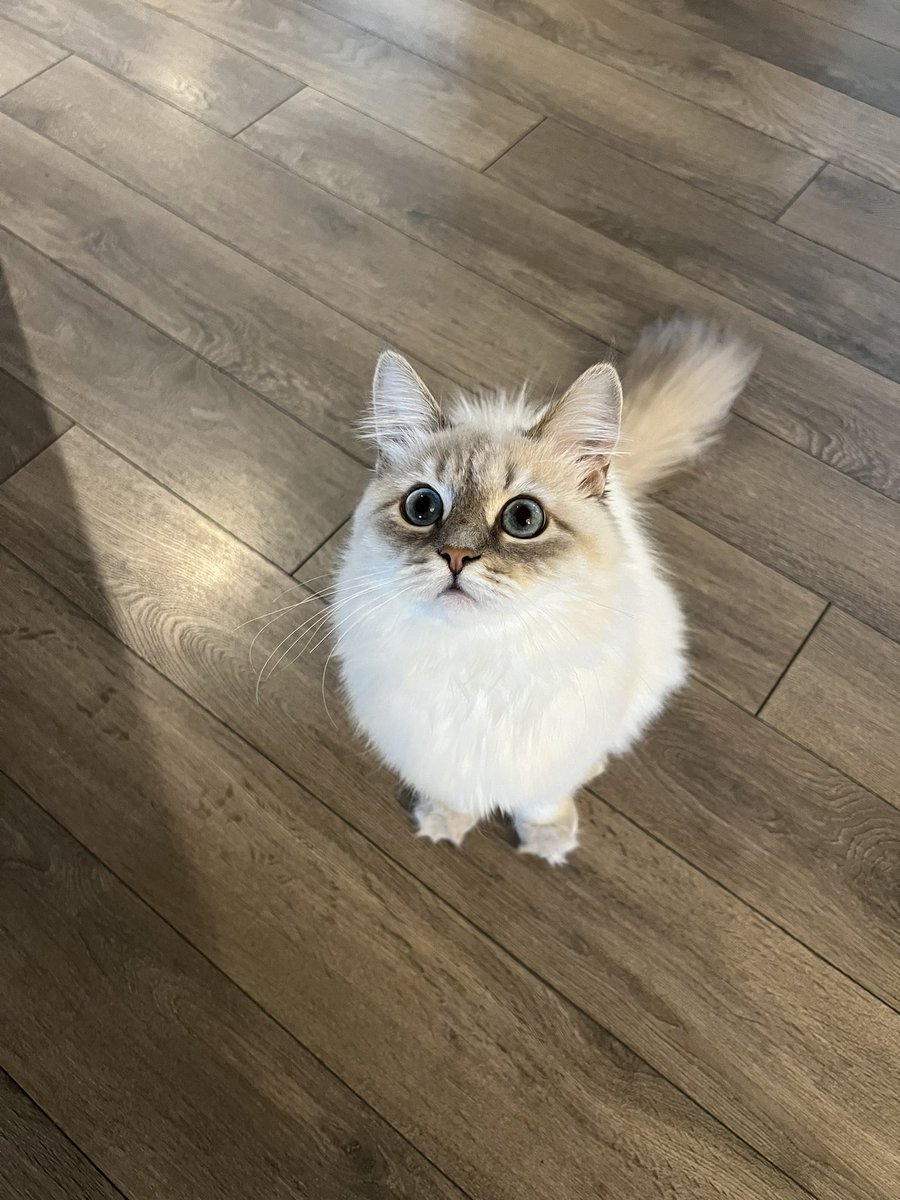 Stripes// tweet media