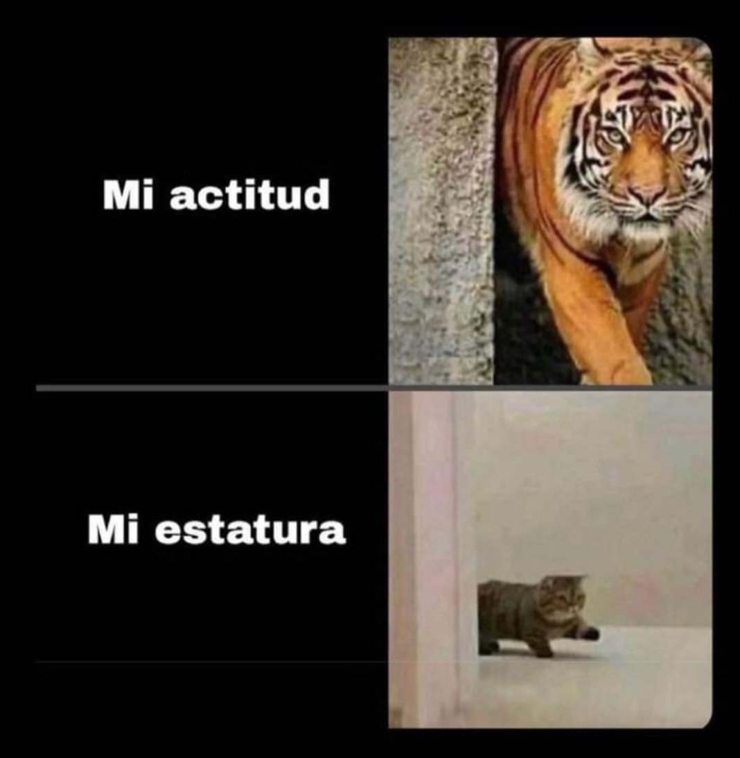 NayCortes's tweet photo. Buen día bbs de luz #triunfandocomosiempre. Es cuanto. https://t.co/keKdelrkpn