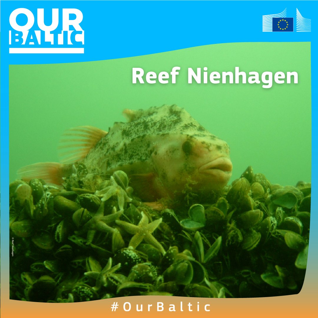 Building artificial reefs to improve the #BalticSea ecosystem 🪸

EU-funded project Reef Nienhagen is addressing habitat degradation in the Baltic Sea by installing artificial #reefs, helping the fish population grow.

In full 👉europa.eu/!vDQbHM

#OurBaltic #ForNature