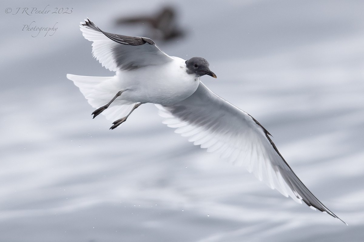 Scillypelagics tweet picture