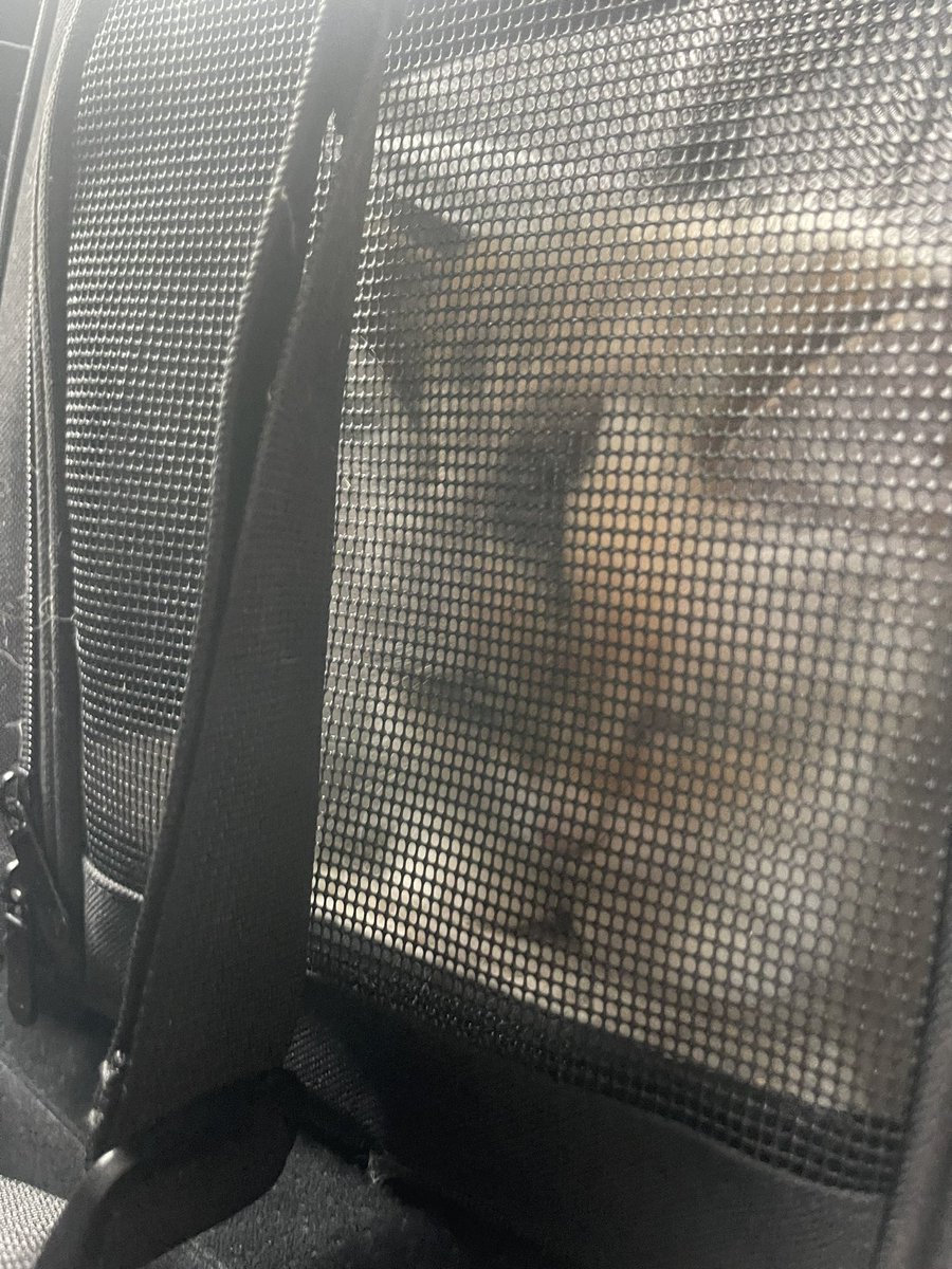 missnemmanuel's tweet photo. Not Aggie living up to her name and being sent home from the groomers TWICE for being too sassy #AgathaDee😼 #AgroD😾 https://t.co/WZo2D7ydDT