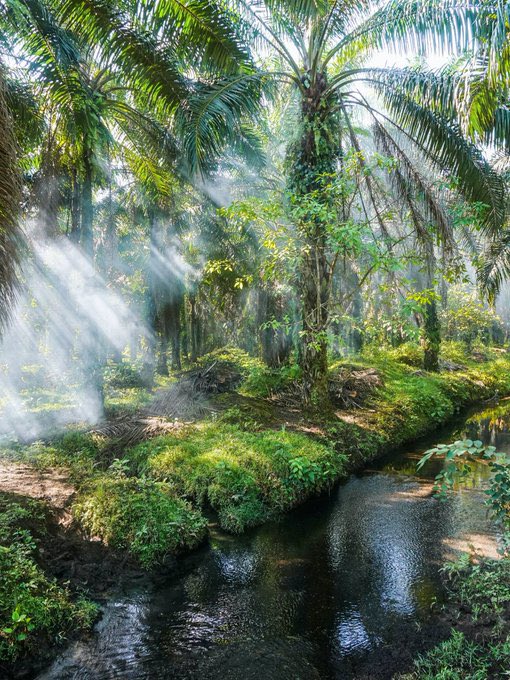 La_network's tweet photo. El valor esencial y fundamental de la biodiversidad reside en que es resultado de un proceso histórico natural de gran antigüedad. Por esta sola razón, la diversidad biológica tiene el inalienable derecho de continuar su existencia. #LABiodiversidad https://t.co/MJJ5VDaluD