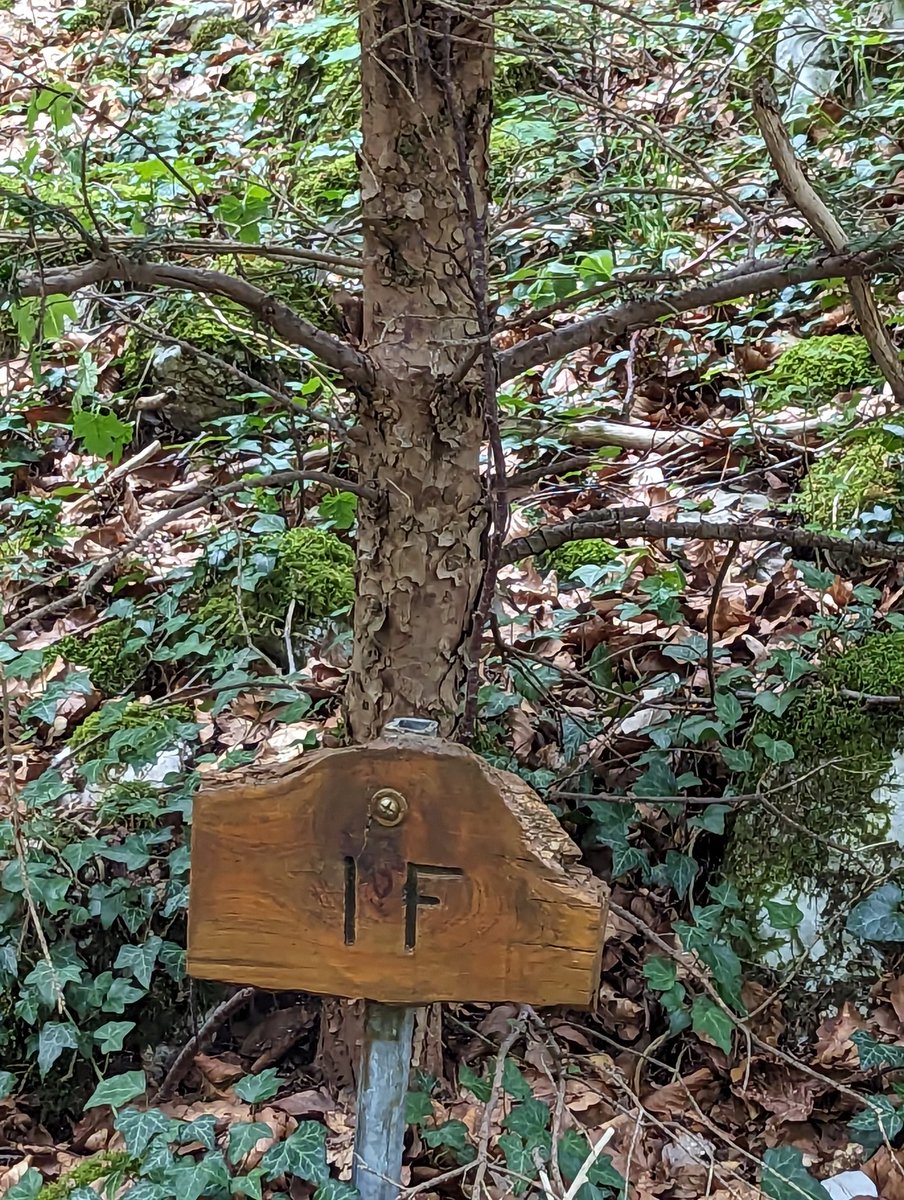 Trapped in forest looking for ELSE