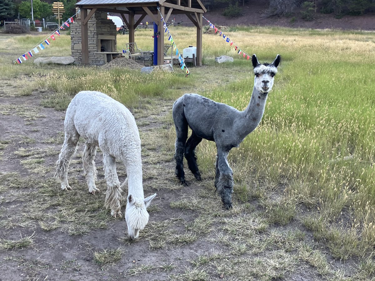 The Llama (actually alpaca) farm in Montana dino-wheels.blogspot.com/2023/08/ovando…
