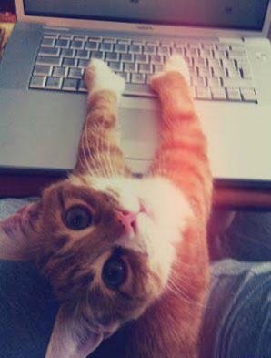 sysmidas's tweet image. Aquí casual trabajando #FelizLunes #SysMidas #software #bucaramanga #colombia #gatitoingeniero