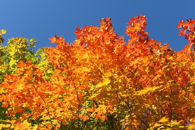 InverhuronPP's tweet photo. Hey students! Want views like this at work? Inverhuron PP is currently looking for a full-time student to work in our permit office this fall! 
Resumes can be sent via email to: James.Aldworth@ontario.ca 
🍂 🌻 🍁 🎃 https://t.co/887lED3J2j
