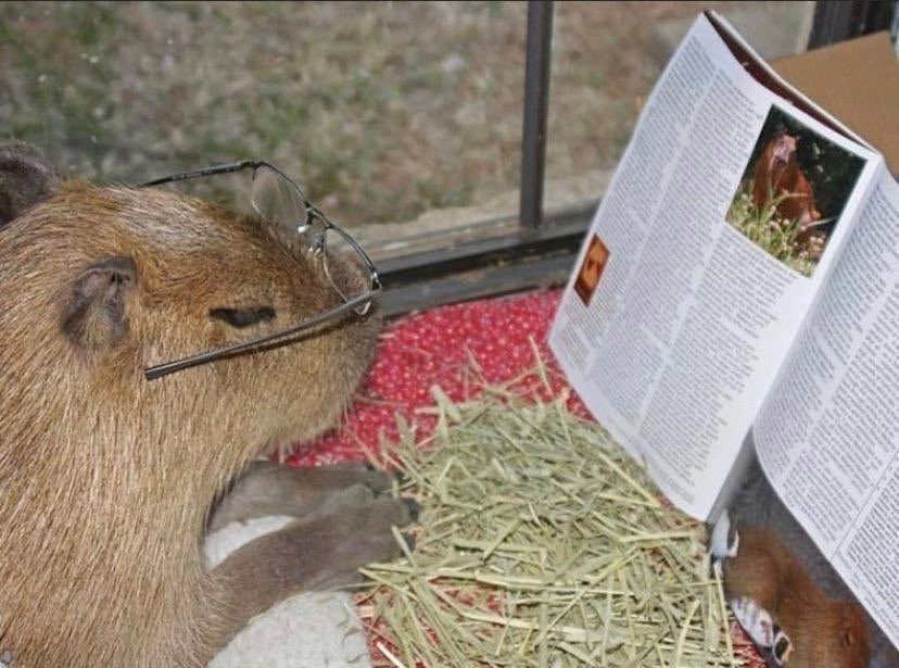 CapybaraGang tweet media